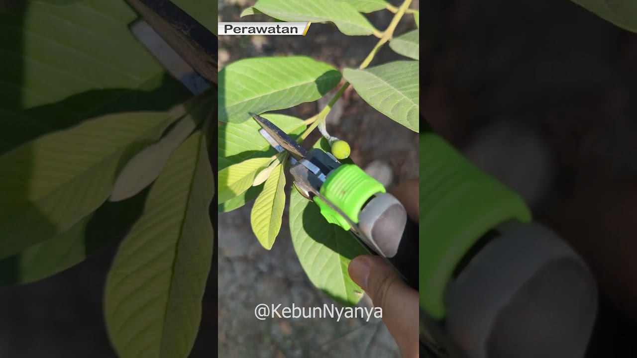 Perawatan Jambu Kristal Setelah Berbunga #shorts #petanimuda #pruning