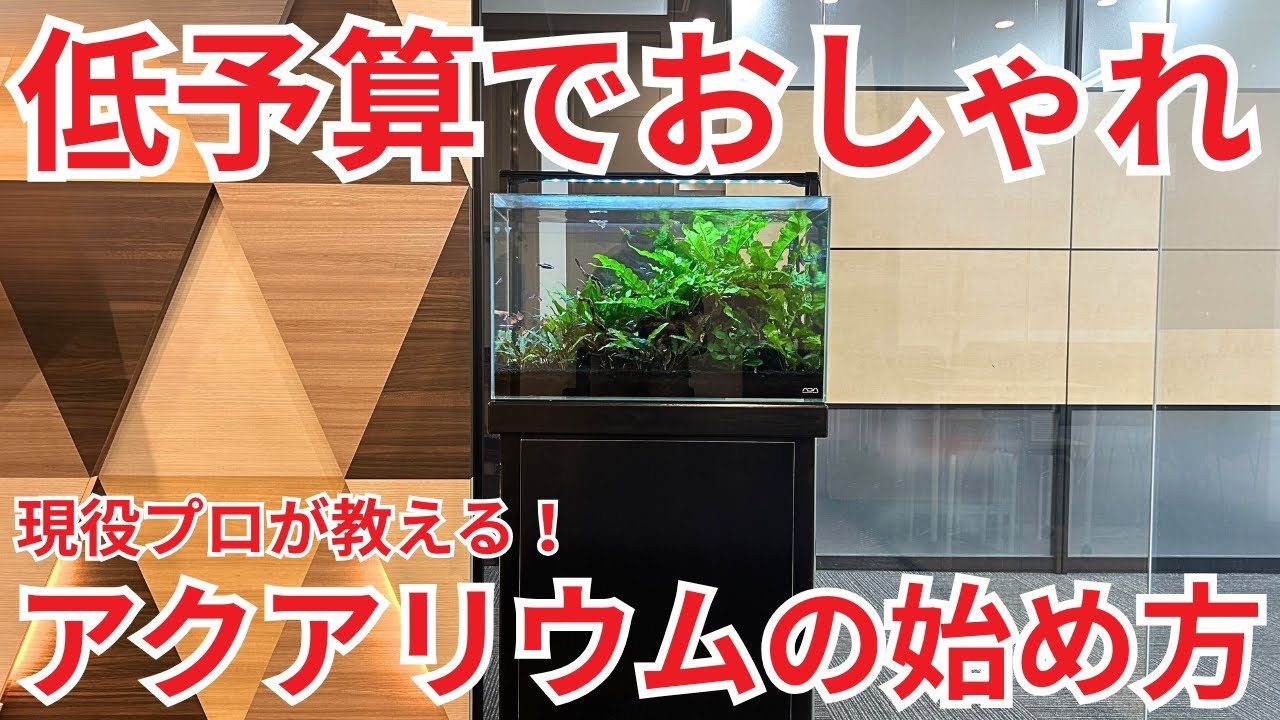 【コレを選べば間違いない】おしゃれで予算を抑えた！誰でも楽しめる熱帯魚飼育の始め方
