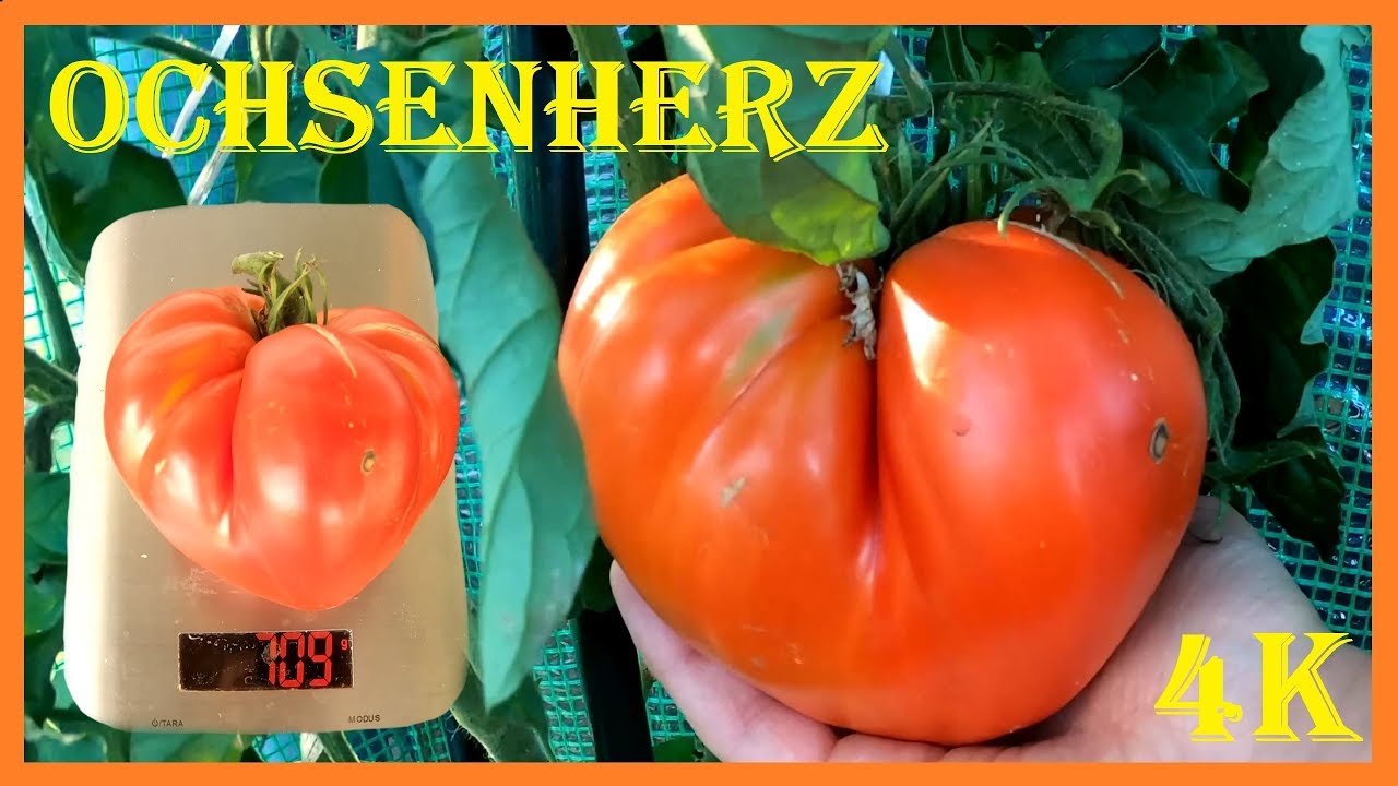 Ernte der 709 g Ochsenherztomate (rein Bio) - Eine robuste Sorte mit gro&szlig;en Exemplaren - 4K60fps