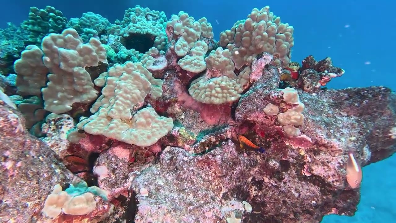 #115 Ruckus Sportfishing and Diving - Honolulu, HI - Ewa Pinnacles - 2/15/26 - 4k