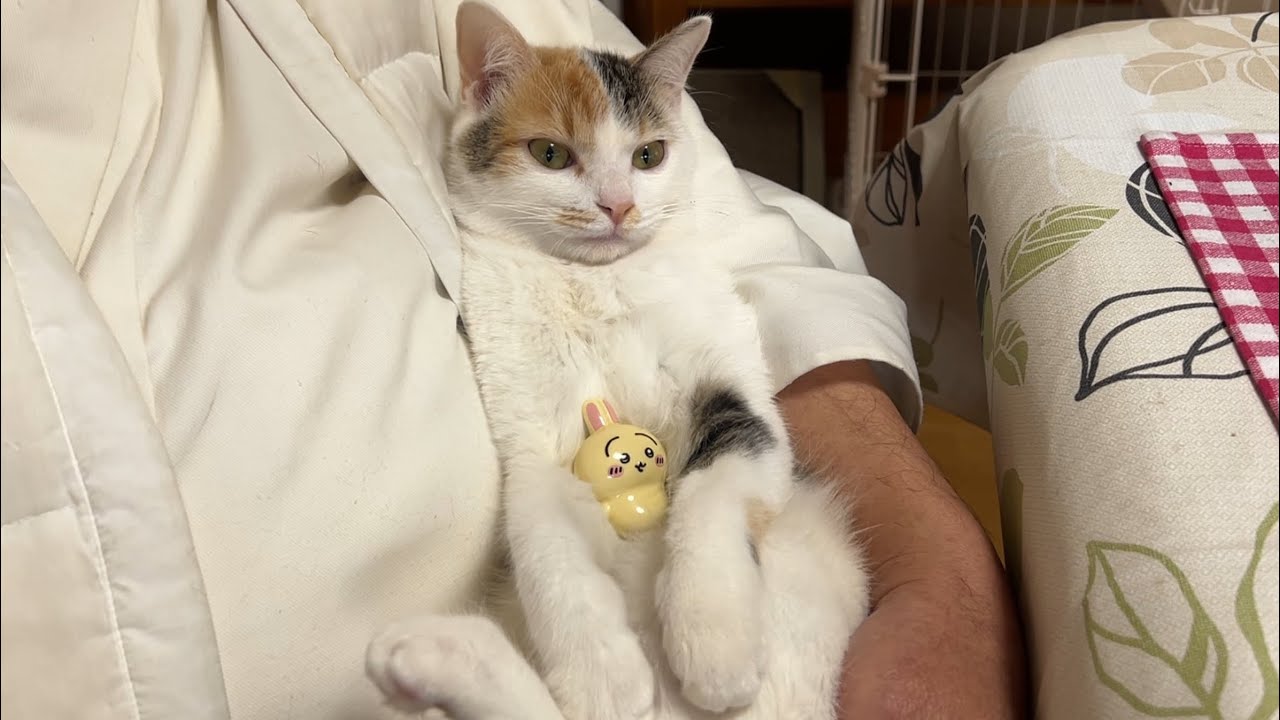 うさぎとみつ。
