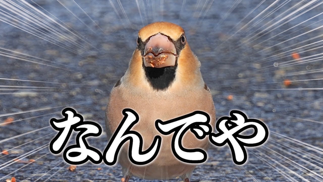 せっかく超雪積もったのにありえないところが野鳥天国でした… 《COOLPIX P950》