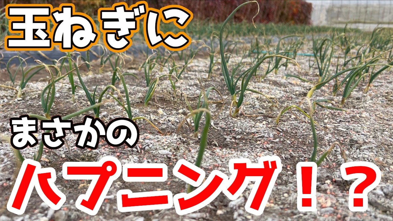 【たまねぎ】葉っぱがチリチリになってしまった理由と対策について。【家庭菜園】