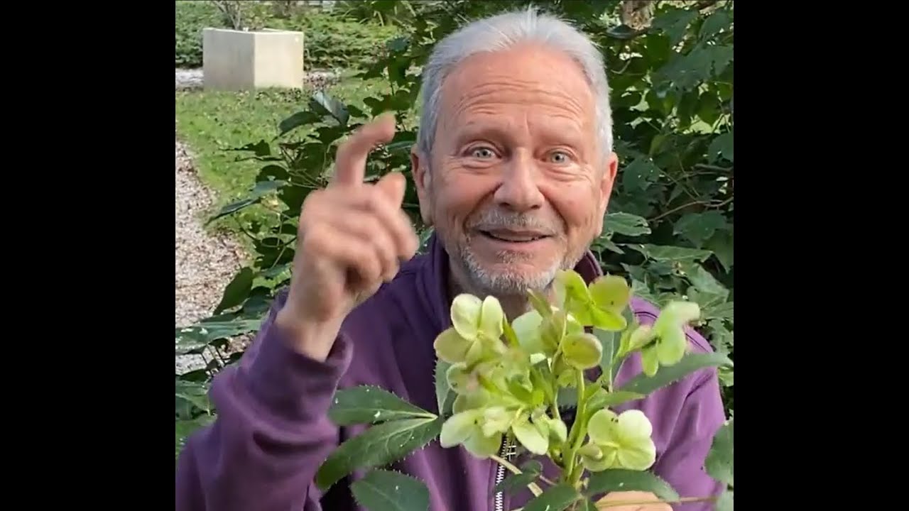 HELÉBORO, ROSA DE NAVIDAD
