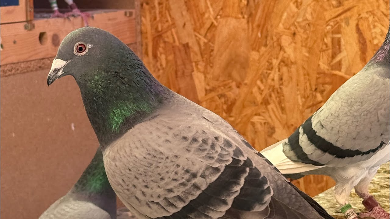 Cum se prezintă porumbeii? Baie la -2 grade! 