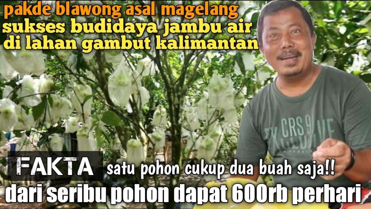 PAKDE BLAWONG SUKSES BUDIDAYA JAMBU AIR DITANAH GAMBUT