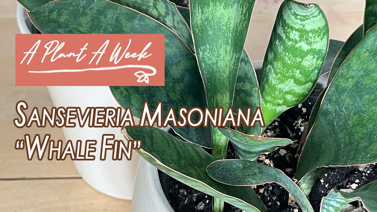 Sansevieria Masoniana 