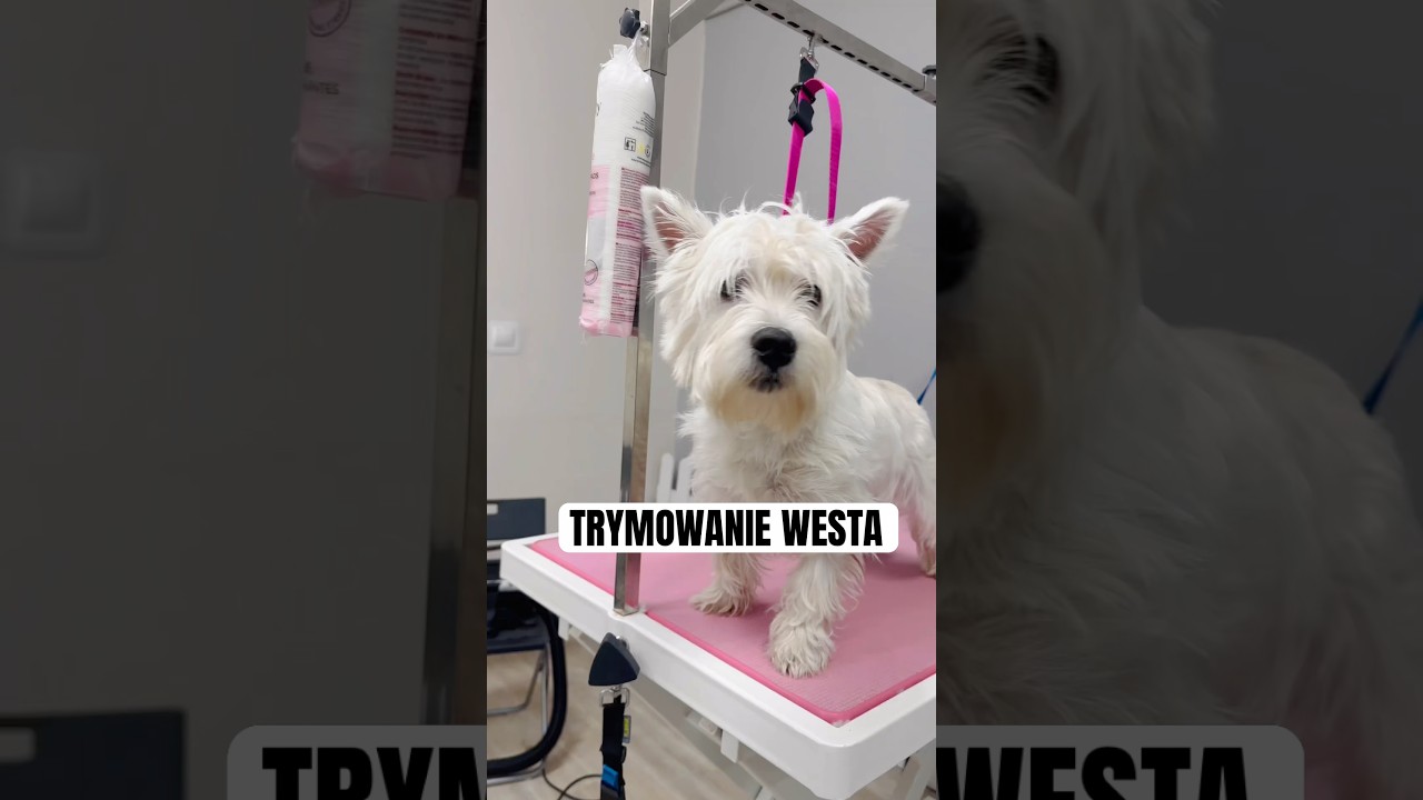 Trymowanie Westa - efekt wow 😍