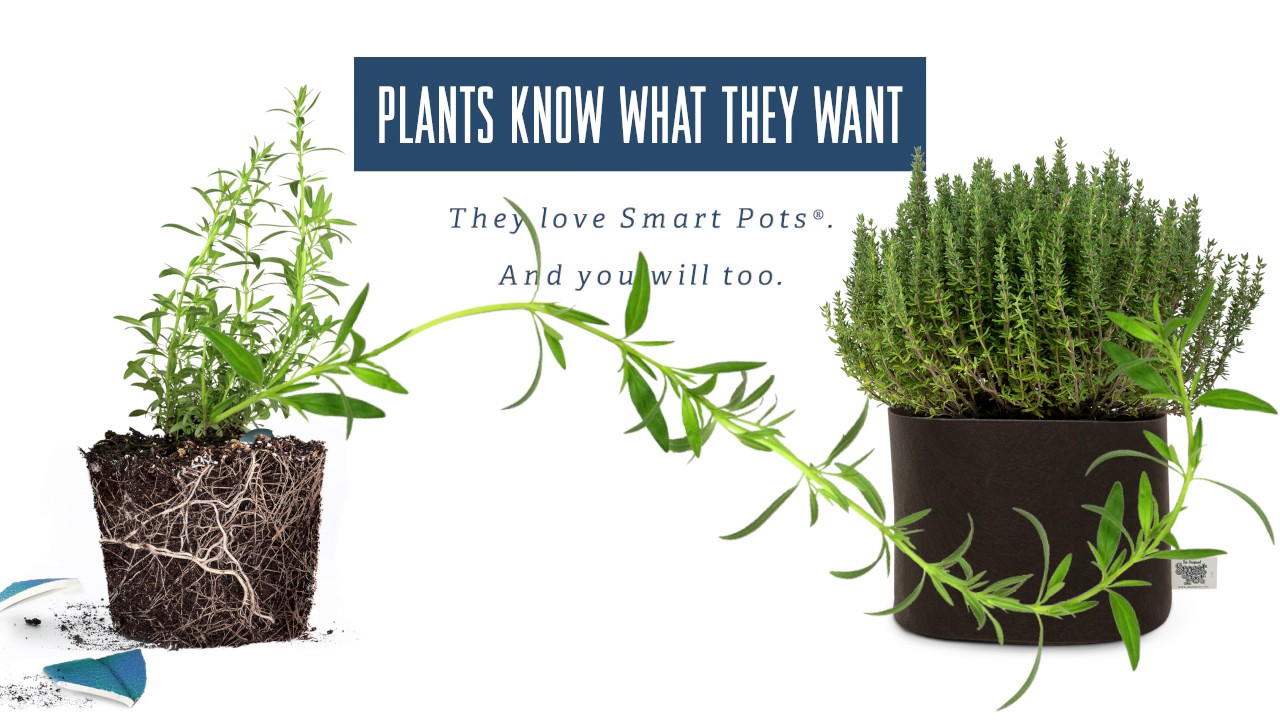 Smart Pots Plants Get What They Want