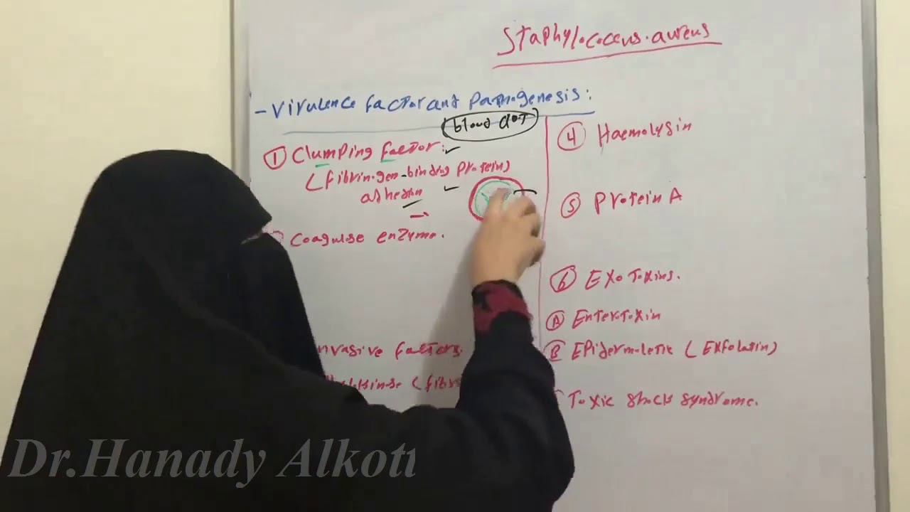 Staph.aureus, Virulence factors and pathogenesis