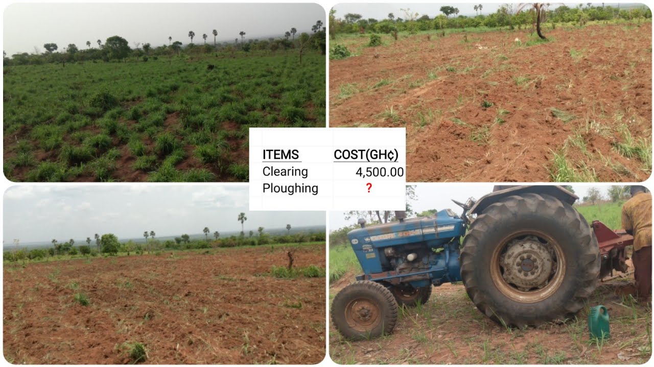 🔴 Cost of Ploughing Farmland in Ghana 🇬🇭 - Maize Farming in Ghana - #ashcotv