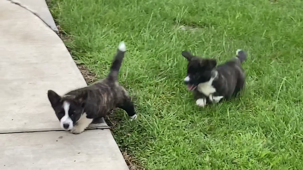 Wyndower Cardigan Welsh Corgi Beginnings