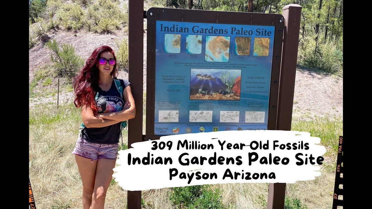 300 MILLION YEAR OLD  Fossils Indian Gardens Paleo site.