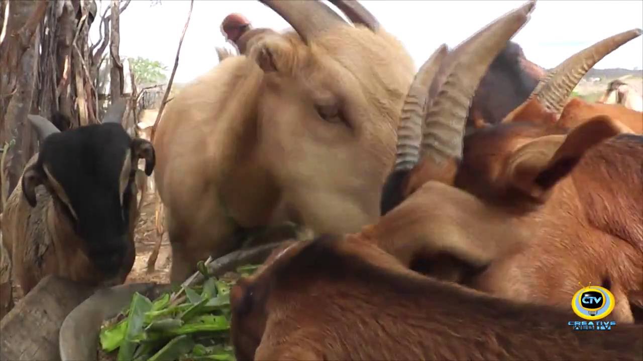 Barreiro trincheira ajuda agricultor a enfrentar severa estiagem no nordeste