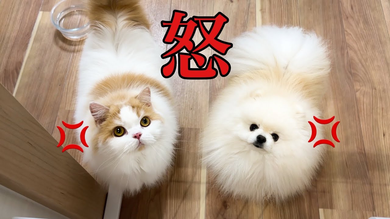 深夜に帰宅したら猫と犬が怒って大変なことになりました...