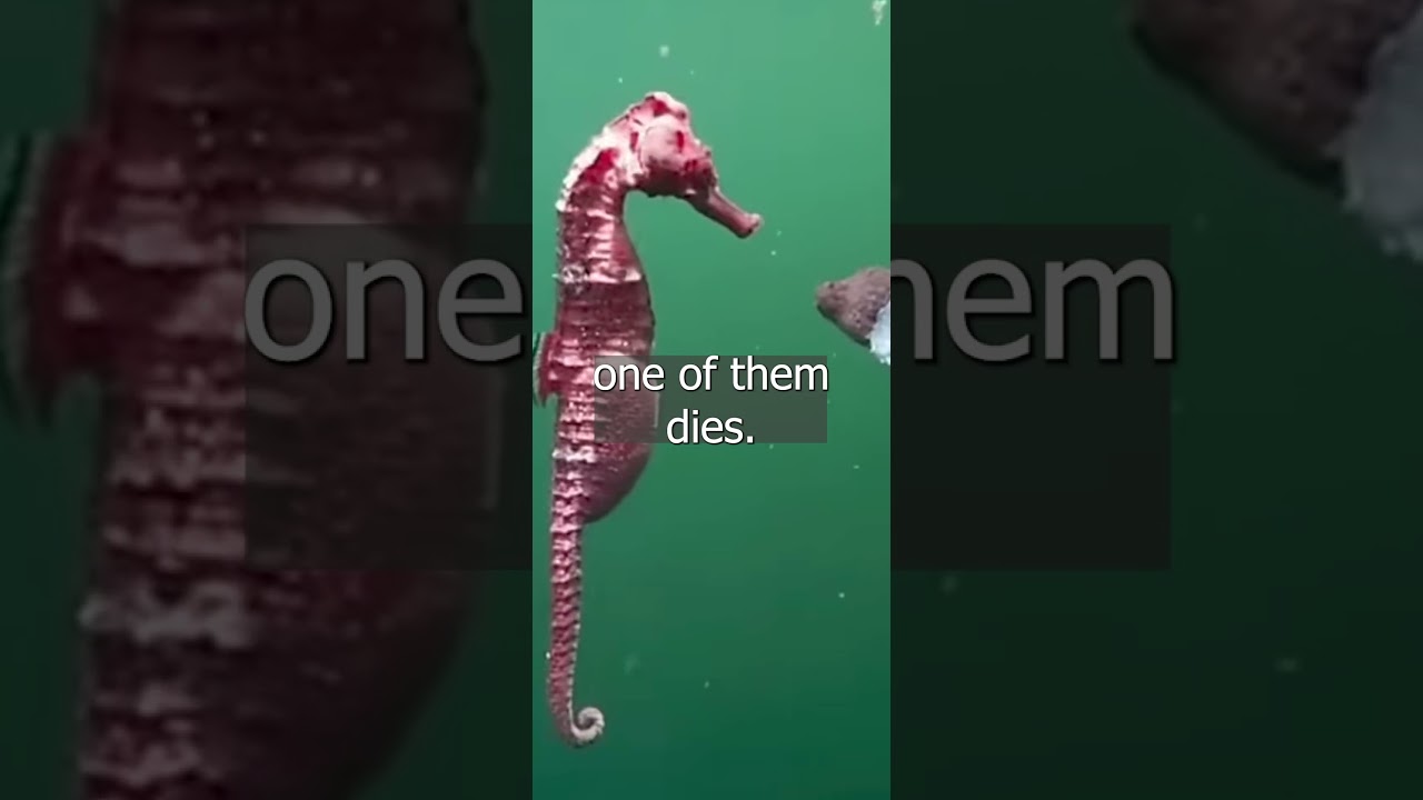 seahorse part2 