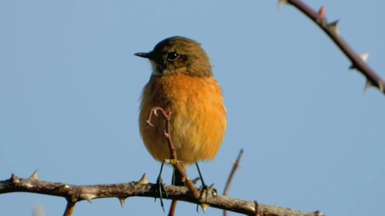 RSPB Frampton Marsh: 5/2/2023