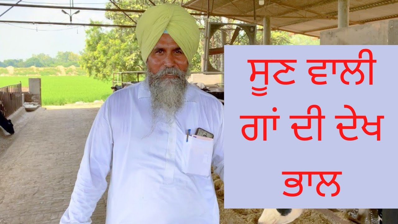 HOW TO TAKE CARE OF 8 MONTH PREGNANT COWS | RAMPURA PHUL | BATHINDA | PUNJAB |