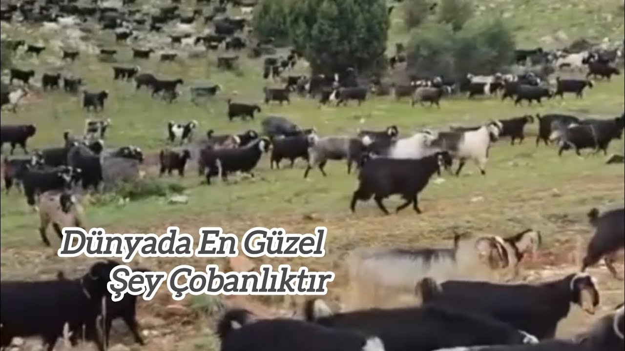 Bu Hayatta Şey Çobanlıktır