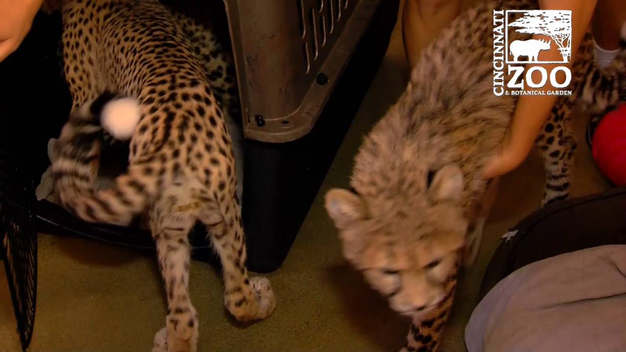 Cheetah Cubs Leave the Cincinnati Zoo Nursery