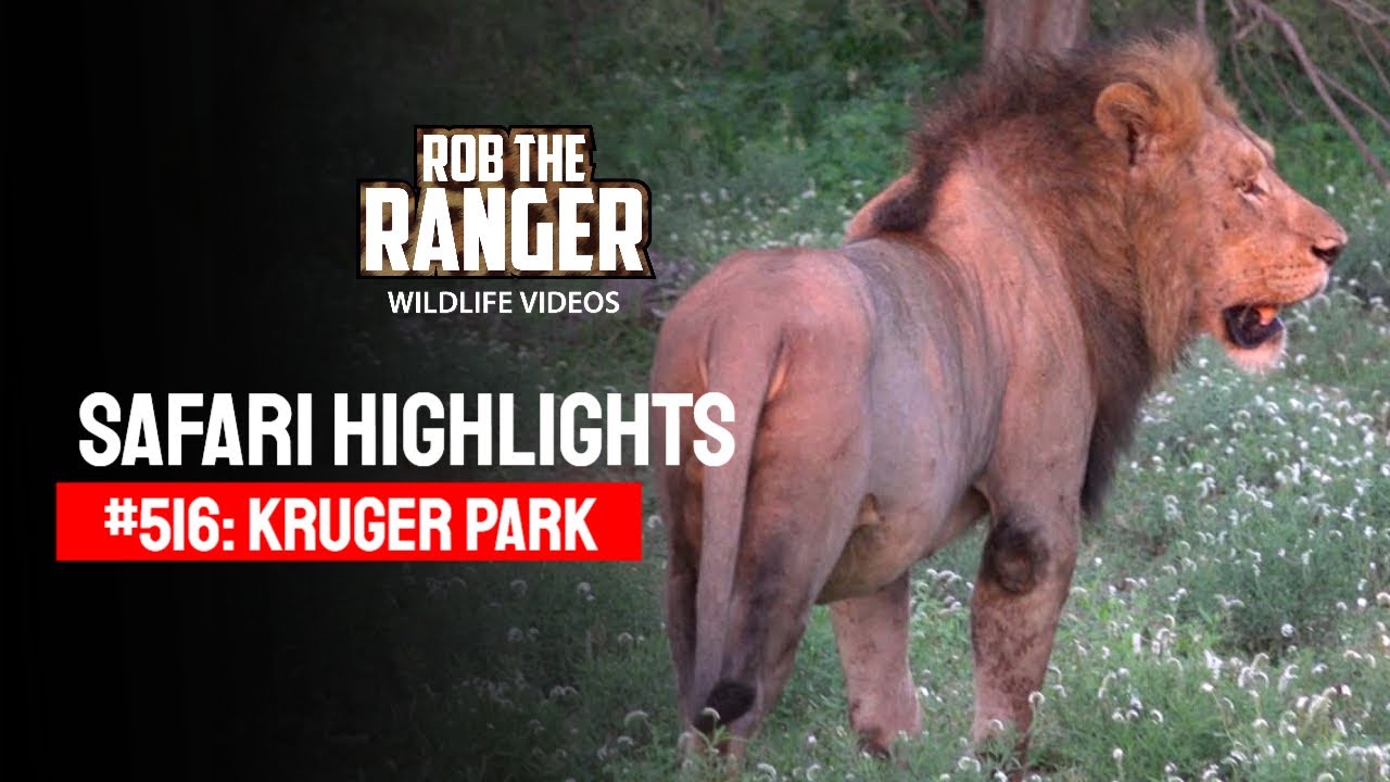 Safari Highlights #516: 08 - 13 February 2019 | Kruger National Park | Latest #Wildlife Sightings