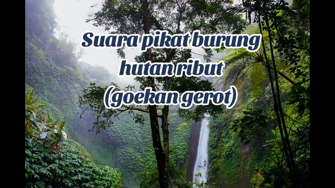 Suara pikat burung ribut, (goekan) . specialis hutan tropis , 
