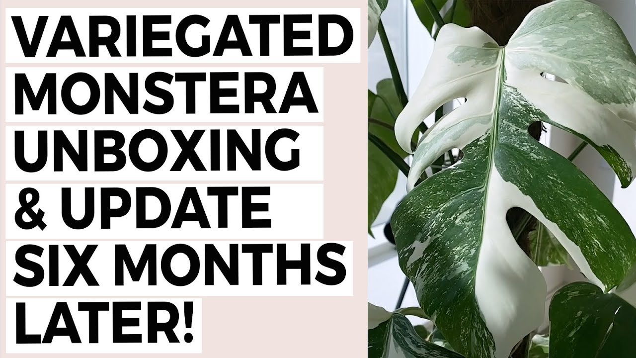 Variegated Monstera Unboxing & Update 6 Months Later! Includes Update on my VM Propagation!