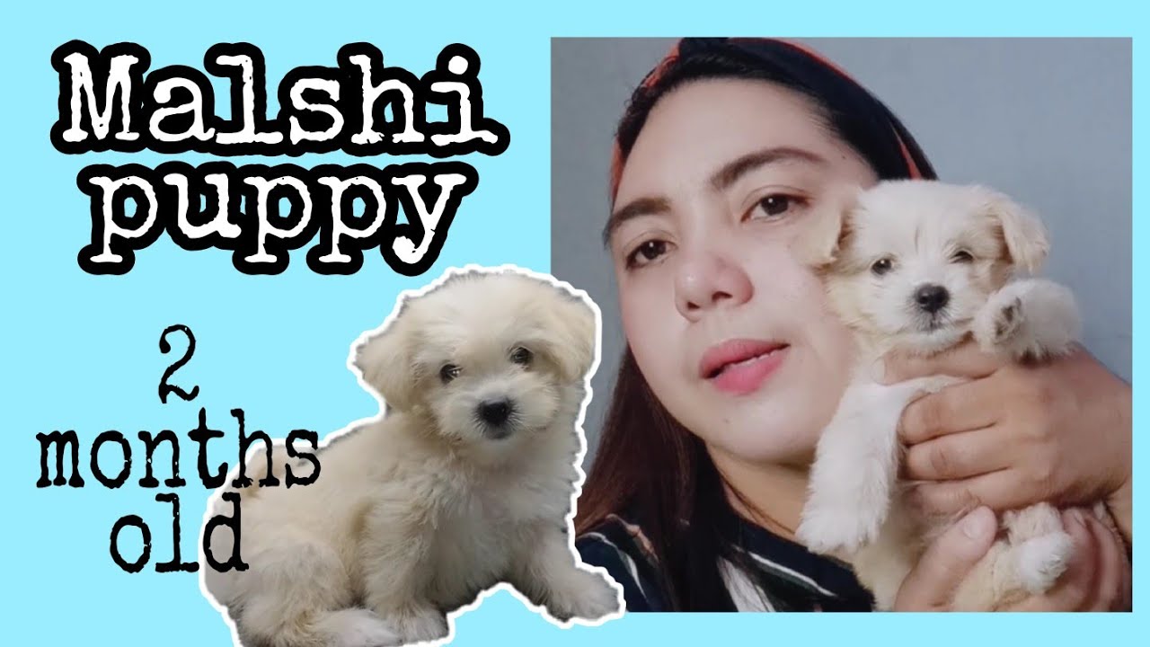 Paano mag alaga ng Malshi puppy | 2 months old Maltese Shih Tzu puppy