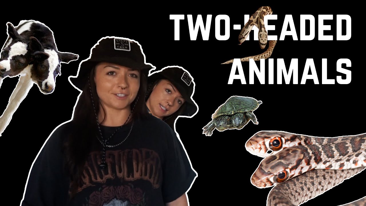 Real Cryptids: TWO-HEADED SNAKES! | Lindsay Nikole