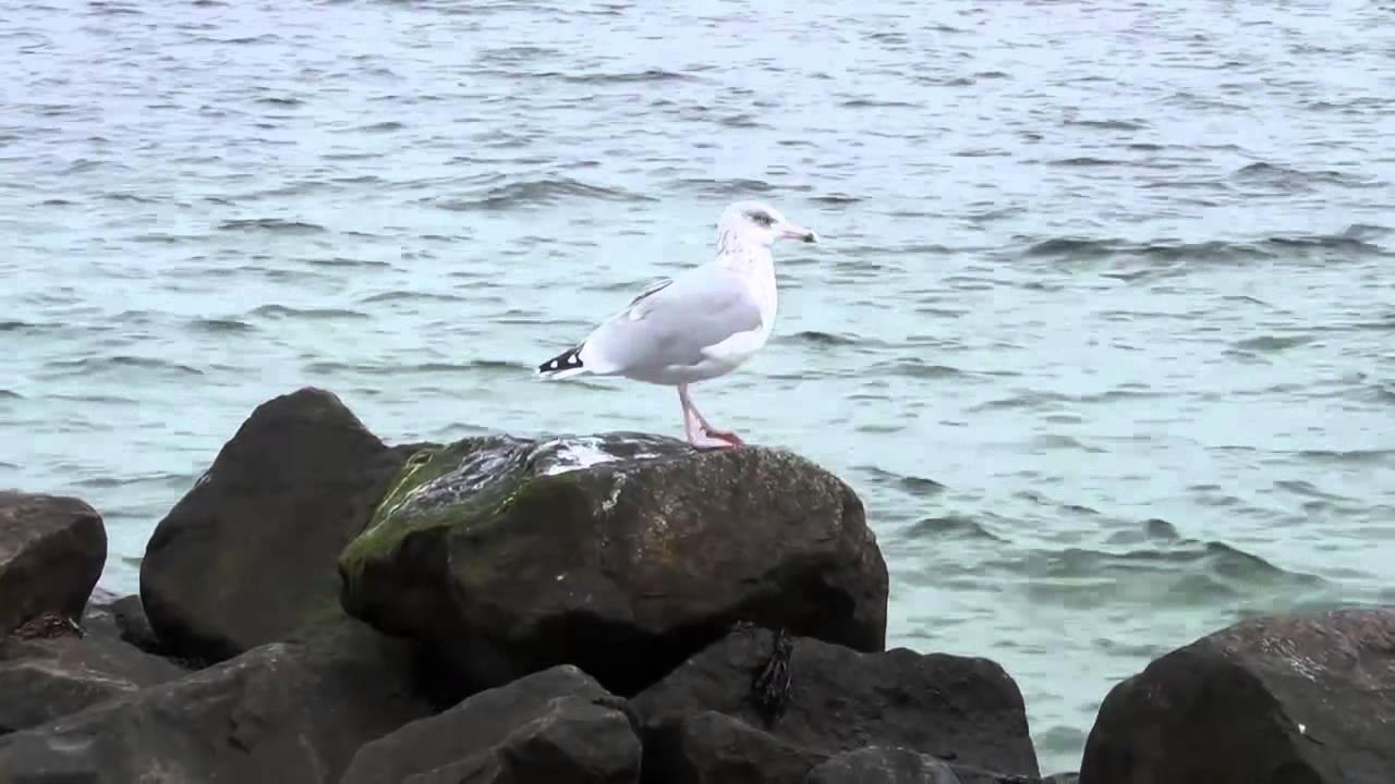 Kiel Schilksee - Strande - Laboe - Ostsee Impression mit Wellen, Wind, Fischern und Möwen