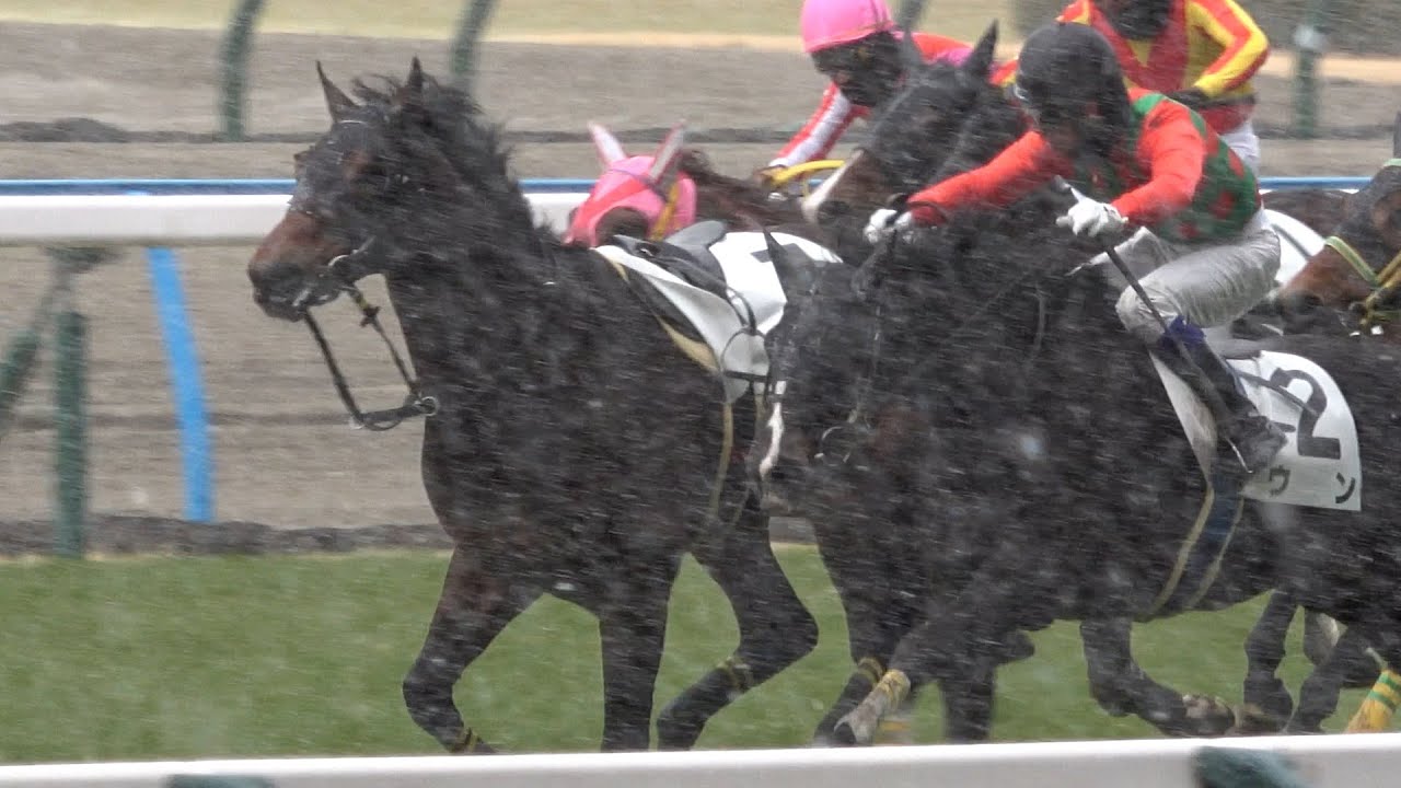 【放馬】【落馬】アルカンサス 雪が強く降るなか最初の障害で騎手が落馬するも一人で最後まで走り勝負根を見せて勝つ‼ 現地映像 【競馬ハプニング】