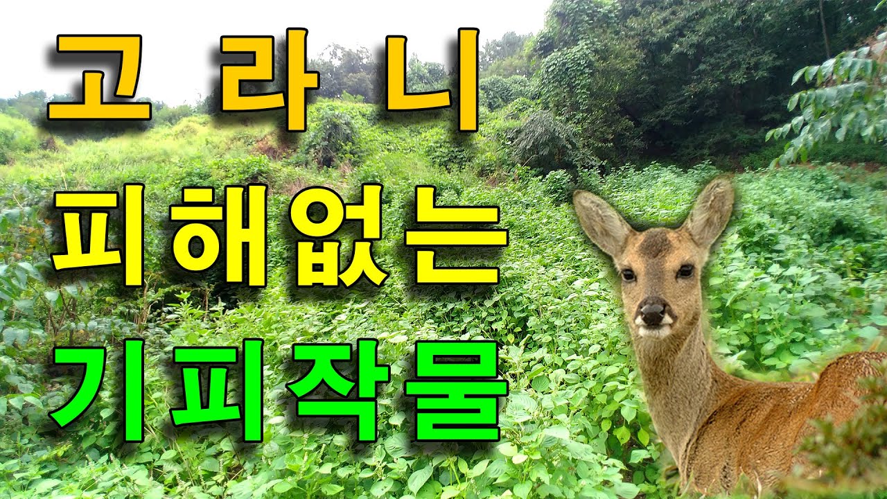 Results of planting repellent plants to avoid deer