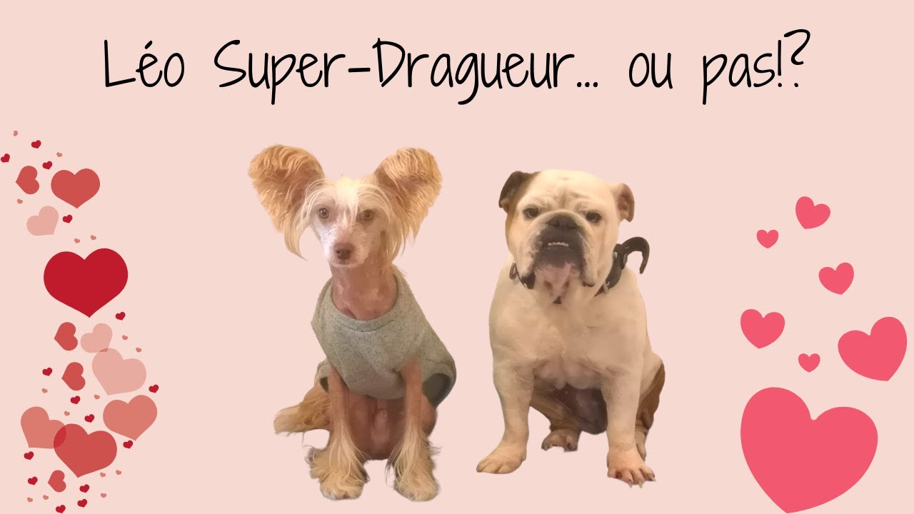 Léo le chien chinois, un Super-Dragueur... ou pas!?