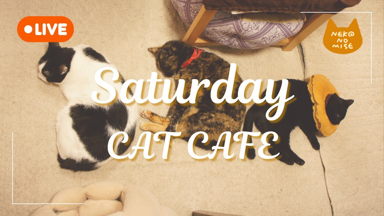 【ライブカメラ】猫カフェの閉店後をこっそり見守るライブ配信☕Relaxing Music & Cats｜2026.1.24
