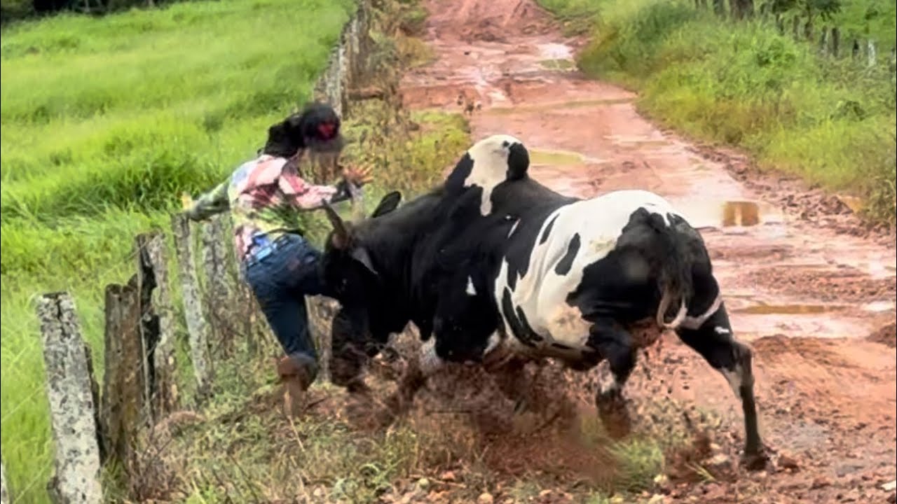 BOI QUASE MATA PE&Atilde;O COM O CHIFRE😰POR POUCO O PIOR QUASE ACONTECE