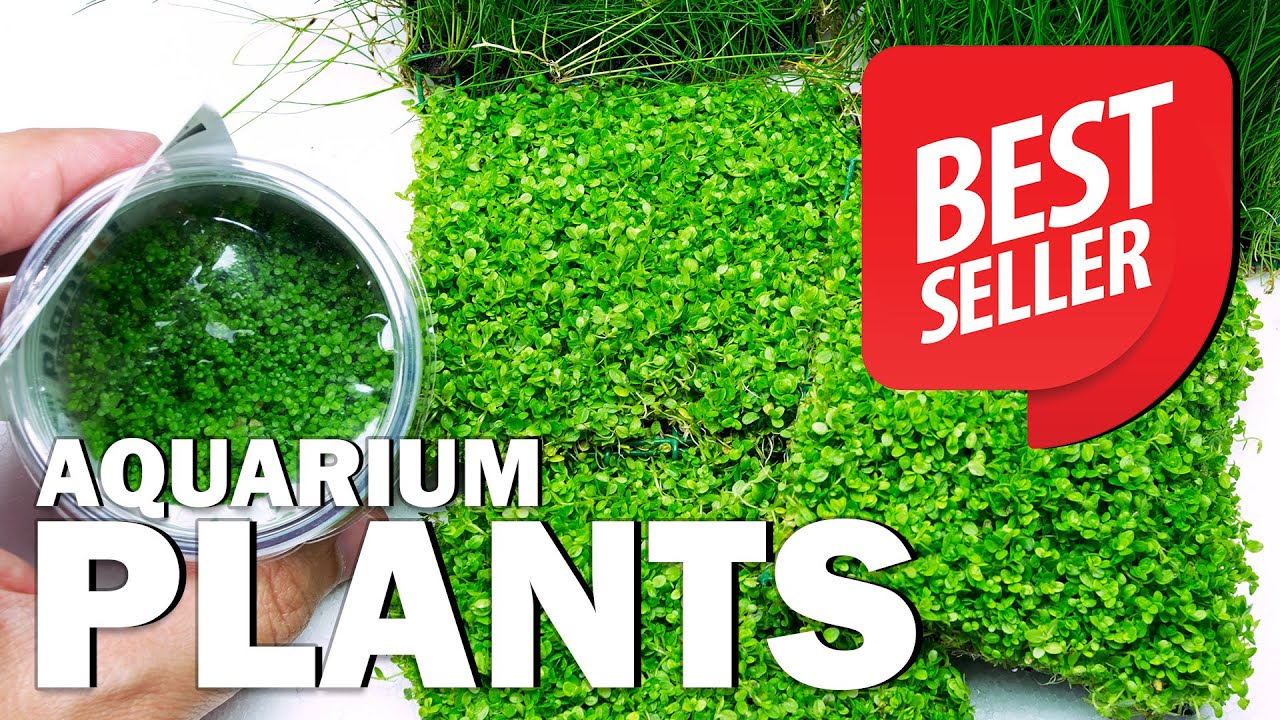 BEST SELLER AQUARIUM PLANTS OF 2021 at Green Aqua - The Most Popular Ones