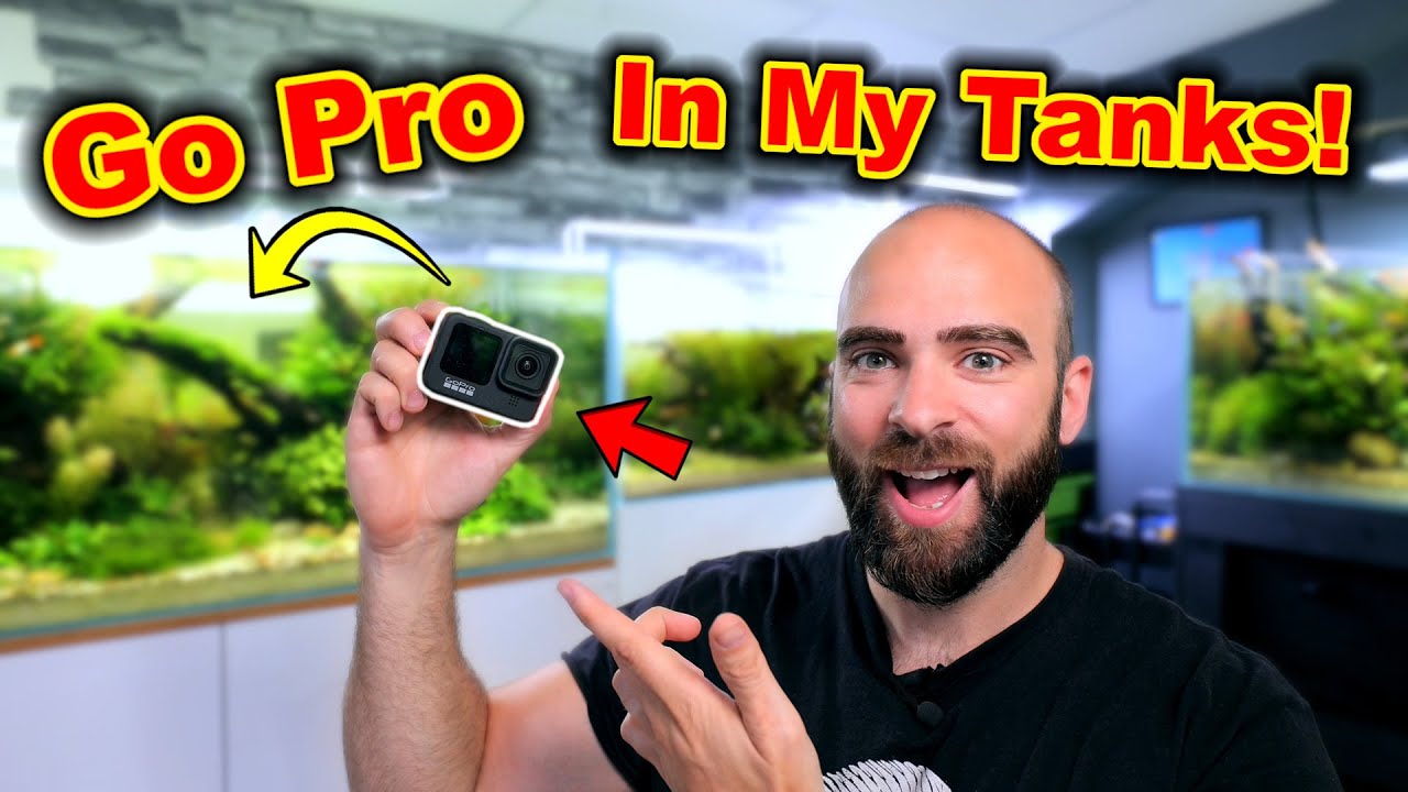 I Put A GoPro In ALL My Big Aquariums (crazy behaviour)