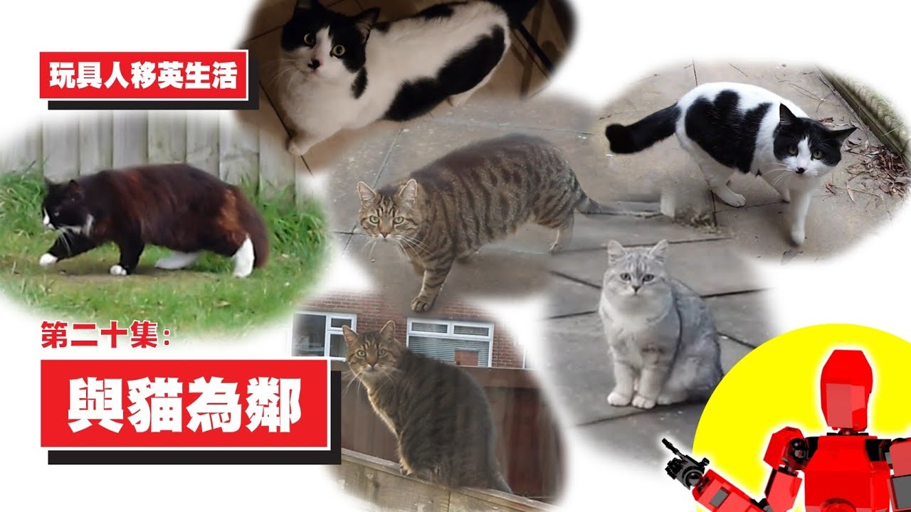 第20集：與貓為鄰