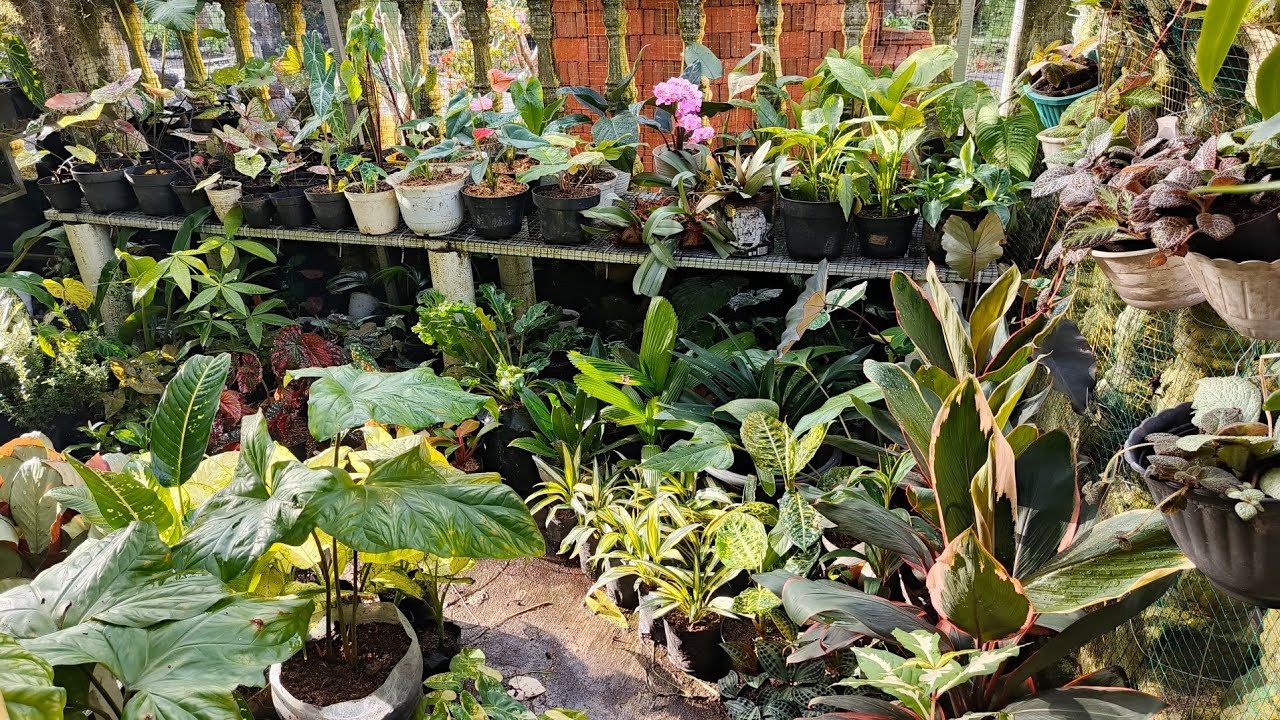 Jual koleksian campur