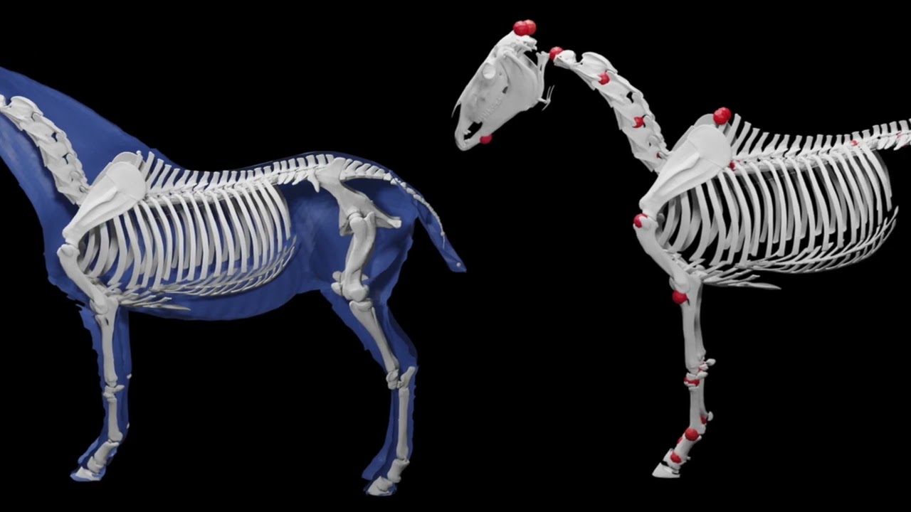 VAREN: Very Accurate and Realistic Equine Network (CVPR 2024, HD)