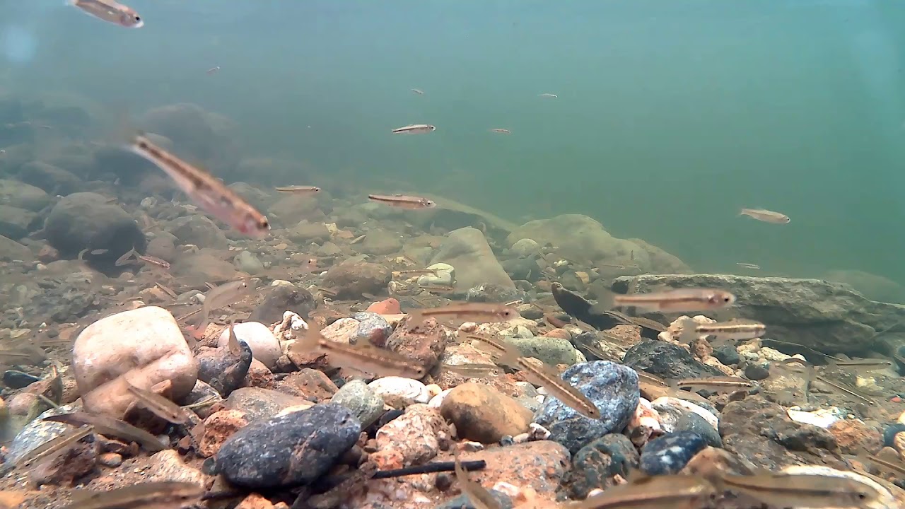 Ittiofauna torrente Casternone Druento 28 Ottobre 2019