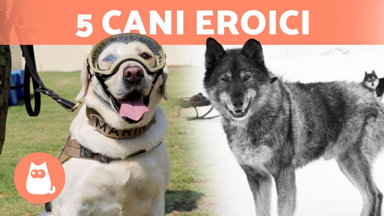 5 CANI che hanno SALVATO VITE umane 🐶🎖️ Scoprili tutti!