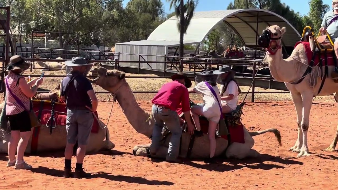 Camel Farm, Yulara, Uluru (Ayres Rock), Red Centre, Northern Territory