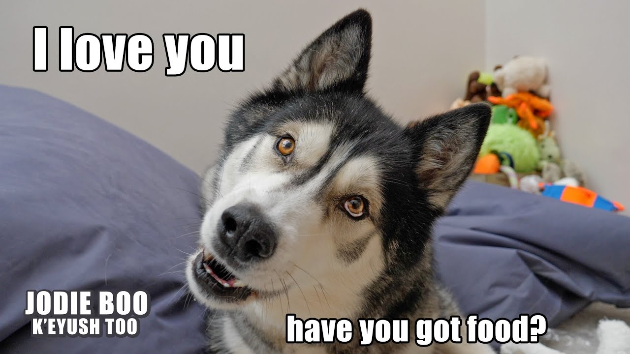 Husky Says I LOVE YOU in the Sweetest Way! Husky speaks English and Opens Mail!