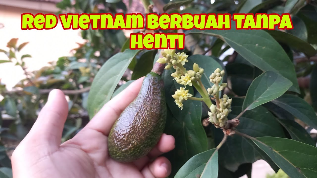 RED VIETNAM !! Alpukat Berbuah Tanpa Musim dan Tanpa Henti