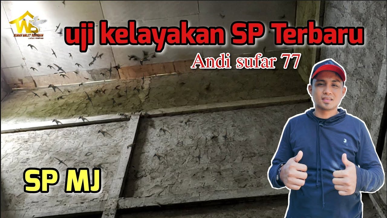 Virall..‼️ UJI COBA SUARA TERBARU SP NEW MJ ANDI SUFAR 77. BURUNG ANU ANU😁