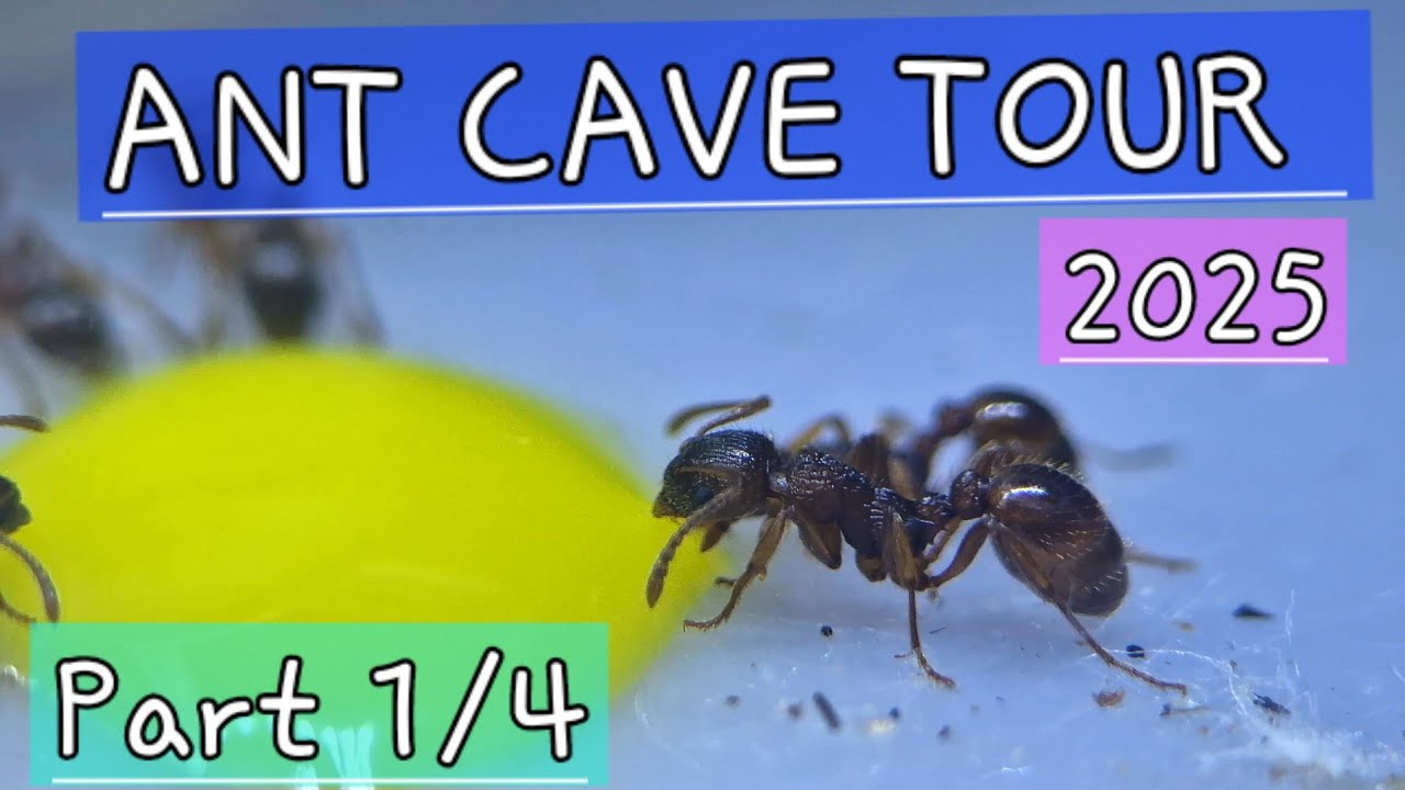 ANT CAVE TOUR PT1/4 2025 - 4kHD