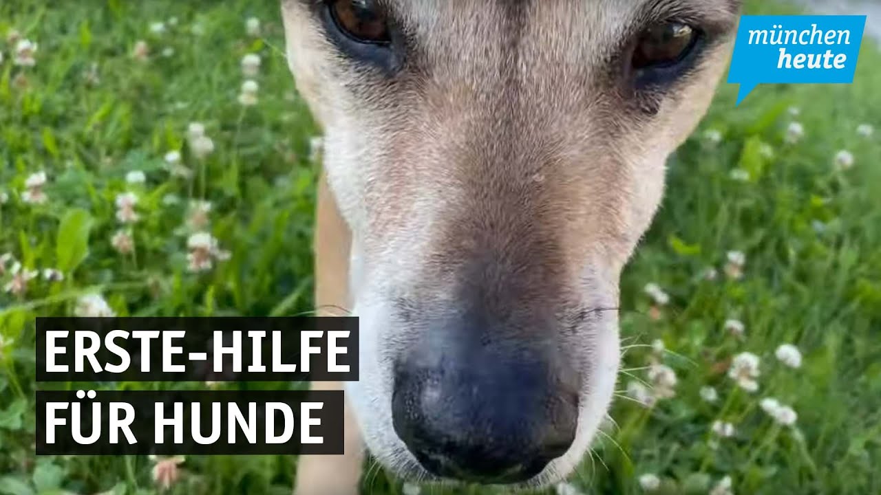 Wie Vierbeinern und Fellnasen im Notfall geholfen werden kann
