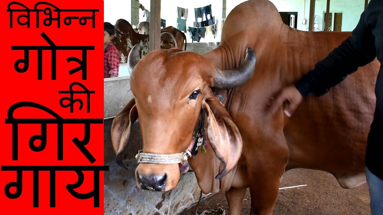 Different types of Gir Cow with details
