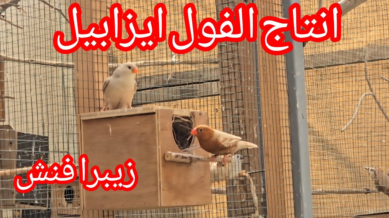 انتاج الفول اورنج باك  .. معلومات حلوة